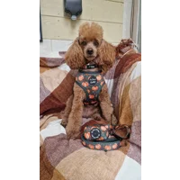 Harvest Pumpkin Patch ID Dog Tag - NEW STYLE