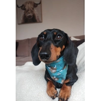 Happy Highland Cow Dog Bandana