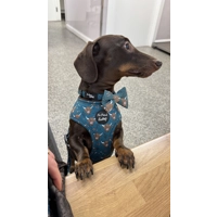 Happy Highland Cow Dog Harness