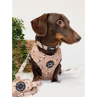 Honey Bumble Bee Dog Collar- Optional Flower Accessory