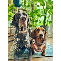 Lionheart Houndstooth Dog Collar - OPTIONAL FLOWER ACCESSORY