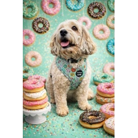 Iced Doughnuts & Coffee Dog Harness