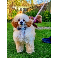 Iced Doughnuts & Coffee ID Dog Tag - NEW STYLE