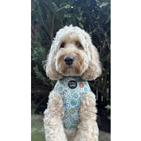 Iced Doughnuts & Coffee Dog Harness