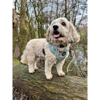 Iced Doughnuts & Coffee Dog Harness