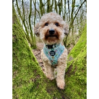 Iced Doughnuts & Coffee Dog Collar
