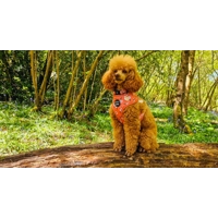 Peach & Ivy Blossom Dog Harness