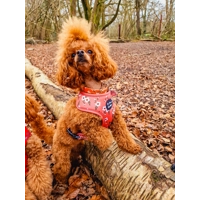Peach & Ivy Blossom Dog Harness