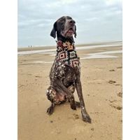 Frayed Jackal Bandana - Scamps