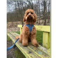 Jaguar Blue Cord Dog Harness