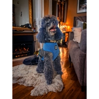 Jaguar Blue Cord Dog Harness