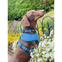 Jaguar Blue Cord Dog Collar
