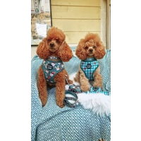 Festive Plaid Christmas Dog Poo Bag Holder