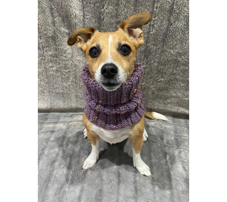 Lilac Roll Top Dog Snood