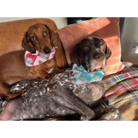 Blue Love Bug Bear Dog Bandana