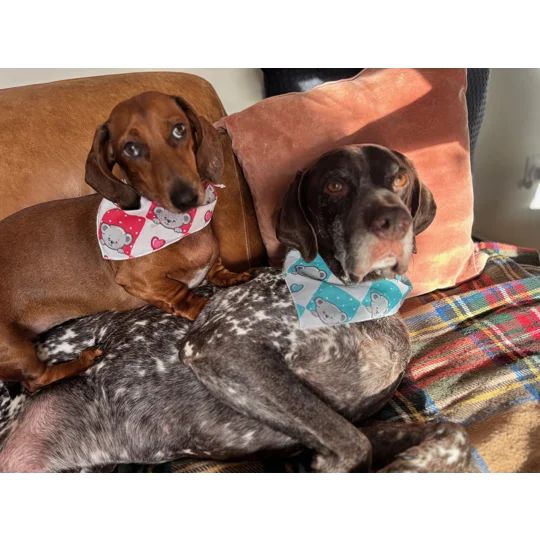 Blue Love Bug Bear Dog Bandana