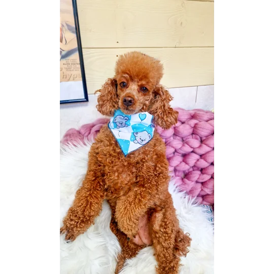 Blue Love Bug Bear Dog Bandana