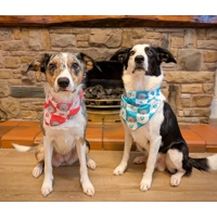 Pink Love Bug Bear Dog Bandana