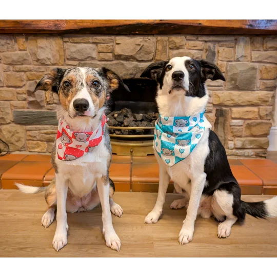Blue Love Bug Bear Dog Bandana