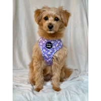 Lucky Little Lavender Daisies Dog Harness  - optional flower accessory