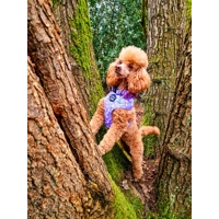 Lucky Little Lavender Daisies Dog Collar- Optional Flower Accessory
