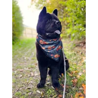 Midnight Pumpkin Dog Bandana