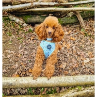 Mint Choc Chip Easter Bunny Harness