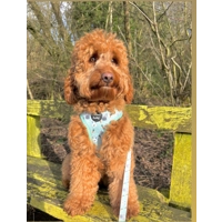 Mint Choc Chip Easter Bunny Harness