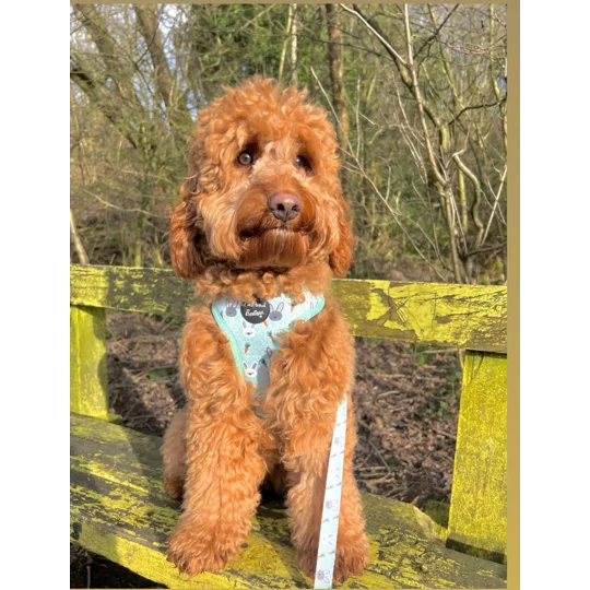 Mint Choc Chip Easter Bunny Harness