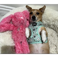 Mint Choc Chip Easter Bunny Harness