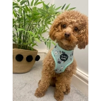 Mint Choc Chip Easter Bunny Harness