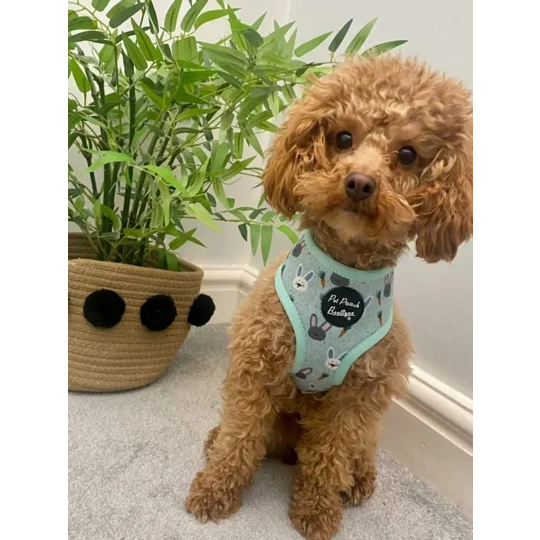 Mint Choc Chip Easter Bunny Harness