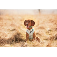 Mint Choc Chip Easter Bunny Harness