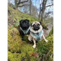 Mint Choc Chip Easter Bunny Harness