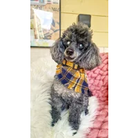 Frayed Mousey Blue & Yellow Plaid Bandana - Scamps