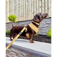 Mustard Yellow Cord Dog Collar