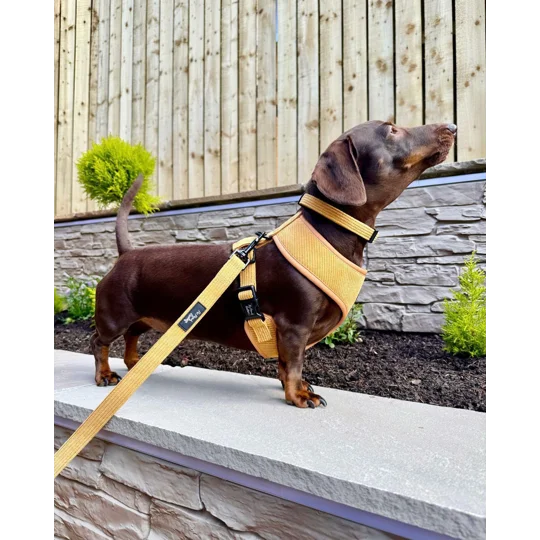 Mustard Yellow Cord Dog Collar