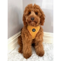 Mustard Yellow Cord Dog Harness