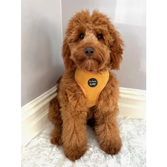 Mustard Yellow Cord Dog Harness