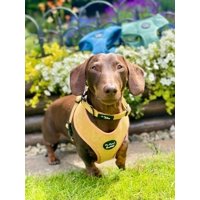 Mustard Yellow Cord Dog Collar