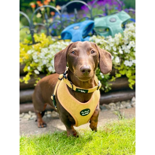 Mustard Yellow Cord Dog Collar