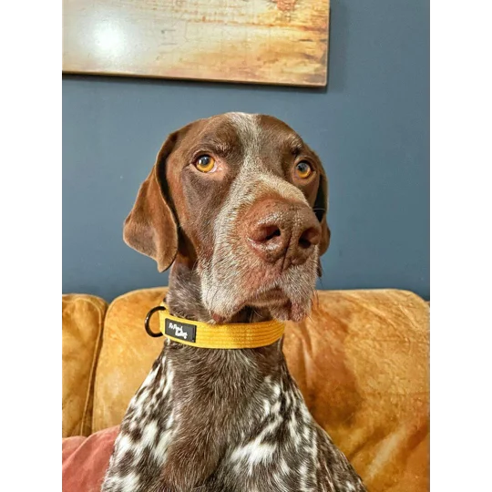 Mustard Yellow Cord Dog Collar