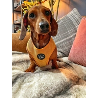 Mustard Yellow Cord Dog Harness