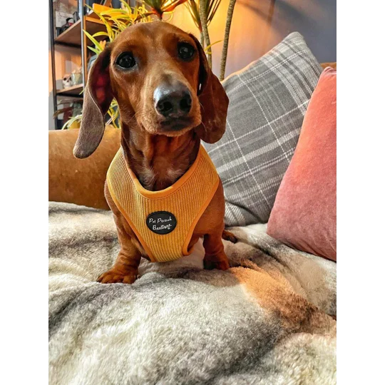 Mustard Yellow Cord Dog Harness