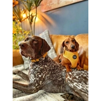 Mustard Yellow Cord Dog Collar