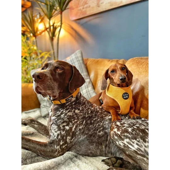 Mustard Yellow Cord Dog Harness