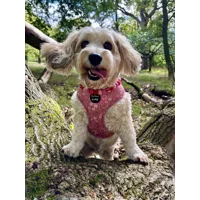 Olde Garden Bloom Dog Harness