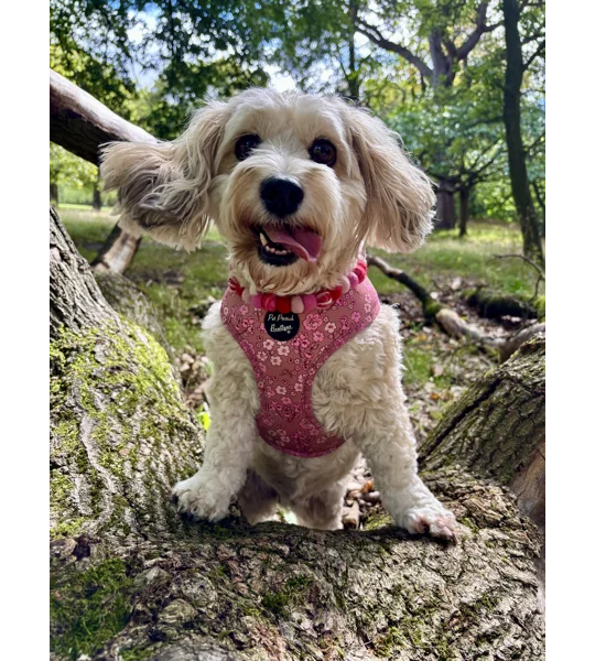 Olde Garden Bloom Dog Harness