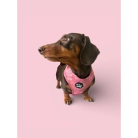 Old Garden Bloom Dog Harness