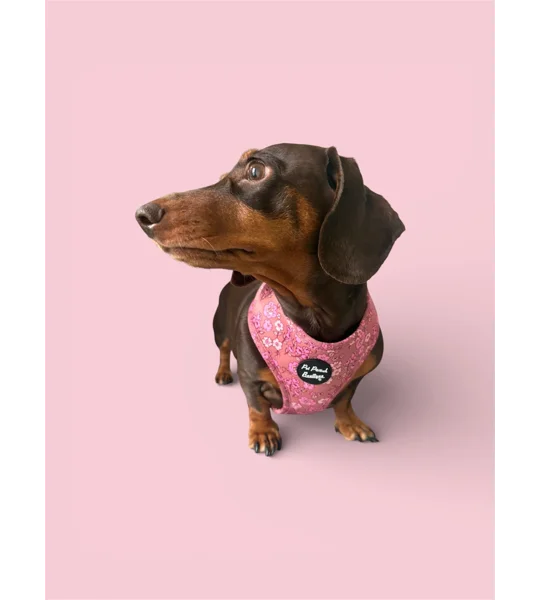 Olde Garden Bloom Dog Harness